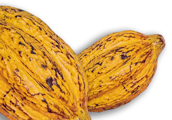 Cacao Maná